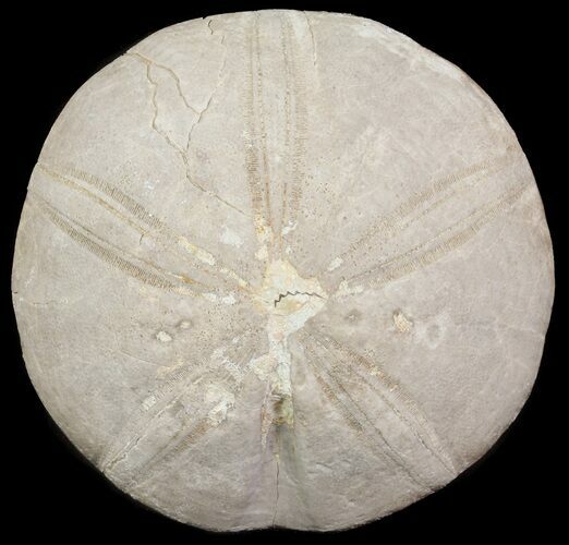 Jurassic Sea Urchin (Clypeus plotti) - England #65851